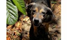 Cani in condizione pietose: applicata per la prima volta la nuova legge