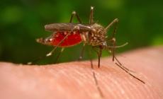 West Nile, positivo donatore di sangue: &egrave; il primo caso dell'anno