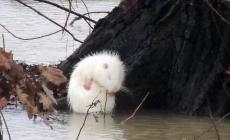  La rara nutria albina ha preso casa a Zibello - Foto