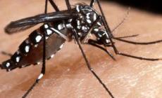 Morto nel Modenese un 80enne positivo al virus West Nile