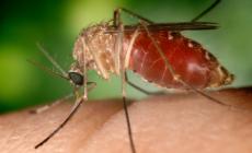 West Nile, il calvario di chi ci è passato