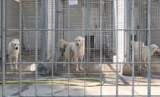 Cani, la nuova emergenza sono le rinunce di proprietà