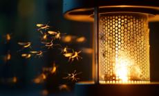 West Nile, tre casi in venti giorni. Un anziano ricoverato al Maggiore