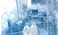 Tre cani in cerca di adozione