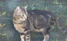 Chi ha visto Ulisse?