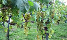 Cin cin con la malvasia