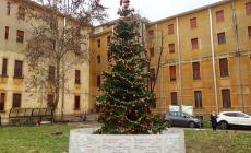 Al  Barbieri un albero con le dediche per medici e infermieri  - Fotogallery