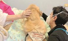 Case di riposo, la Regione apre le porte a cani e gatti