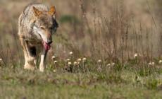 Troppi lupi nel Parmense? C'&egrave; chi chiede piani di contenimento