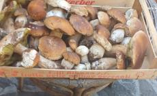 Funghi, la grande attesa. Cruciali i prossimi giorni