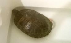 Di chi è questa tartaruga d'acqua alluvionata?