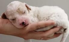 Calendario per il Borgobau: 12 mesi coi cagnolini ospiti - Fotogallery