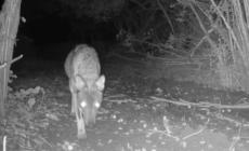 I lupi tornano a colpire in Valceno e a Neviano
