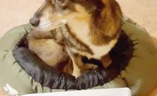 Le caratteristiche dei cani da riporto,  da cerca e da acqua