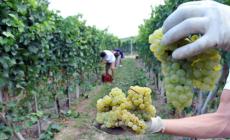 Unesco, non passa la candidatura per le Colline del Prosecco 