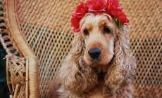 Cani e gatti in posa... per Sara Pinotti