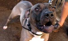 Bambino di 7 anni azzannato da un pitbull al parco