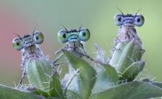 Gli insetti di Ghizzi Panizza... si fanno grandi