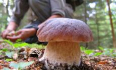 Andar per funghi, come non trasformare una bella gita in una brutta avventura