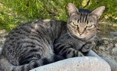 Il gatto Paolino è tornato a casa a Cafragna, dopo 10 mesi, un incidente e tanti chilometri: «Grazie al microchip»