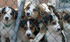 «Nel canile e gattile ignorate le prescrizioni dell'Ausl»