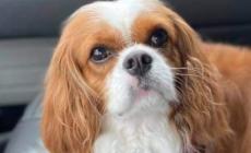 Adozioni a distanza, per dare ai cani  pi&ugrave; sfortunati un Natale di speranza 