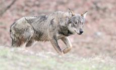 Lupi, in Valtaro cresce l'allarme. Gli allevatori: &laquo;Assalti nella notte, cos&igrave; abbiamo perso le nostre pecore e vitelle&raquo;