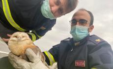 Barbagianni ferito salvato dalla polizia