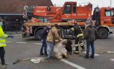 Due salsesi salvano un cavallo sull'autostrada