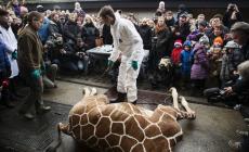 Danimarca: giustiziata la giraffa Marius. E continua la protesta
