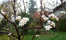 Un pero in fiore anche a novembre