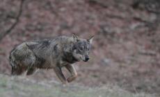 Continuano le predazioni: i lupi fanno nuove vittime