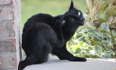 La  pulce e il gatto nero