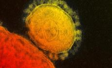 Covid: l' immunità al virus dopo l'infezione dura almeno 8 mesi