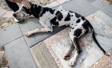 Paura ad Ugozzolo: due cani aggrediti dai lupi. Sono entrati nel cortile di una casa