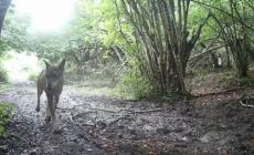 Gli attacchi infiniti dei lupi, uccisi 4 cani e un vitello