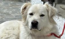 I lupi sbranano un cane maremmano