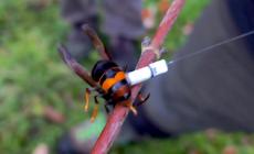 Una task force contro la vespa che uccide le api