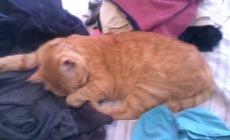 Smarrito questo gatto rosso: chi l'ha visto?