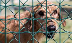 Cani e gatti, apre lo sportello adozioni