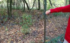 Raffica di furti a Maiatico: &laquo;I ladri ci controllano e sanno quando usciamo di casa&raquo;