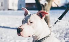 Cambia il regolamento: patentino per le razze &laquo;difficili&raquo;