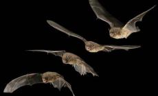 Trova 50 pipistrelli in camera da letto: paura per una donna 