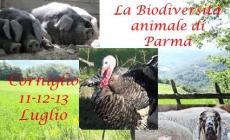 La Biodiversità animale di Parma - Pecora Cornigliese, Suino Nero di Parma e Tacchino di Parma e Piacenza