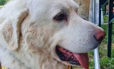 Addio a Toby, il cane mascotte