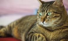 Insegnare a un gatto a non essere aggressivo