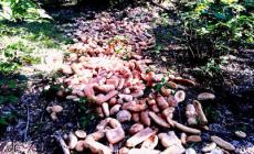Cinque quintali di pane abbandonati nel bosco