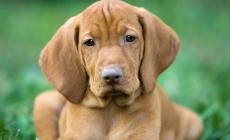 Lasciano il cane nell'auto per tre ore. Morto un Bracco ungherese