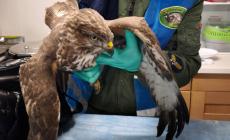 Animali protetti: tre poiane prese a fucilate, una &egrave; morta e l'ultima, trovata dalle guardie Oipa, in tangenziale ha pallini ovunque