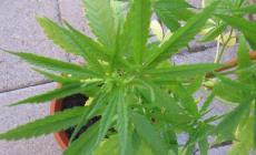 Torta con marijuana light per scherzo, famiglia in ospedale